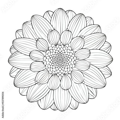Aster line drawing featuring smooth sketch-style strokes in a refined black and white vector design.