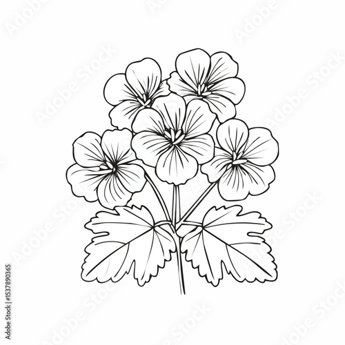 Geranium line drawing featuring smooth sketch-style strokes in a refined black and white vector design.
