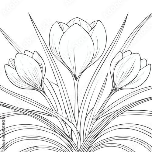 Crocus line drawing featuring smooth sketch-style strokes in a refined black and white vector design.