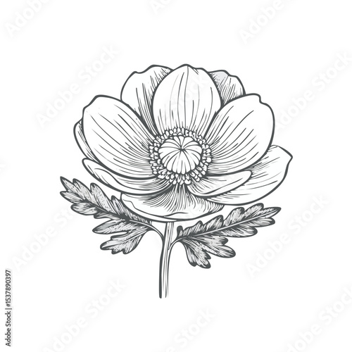Buttercup line drawing featuring smooth sketch-style strokes in a refined black and white vector design.