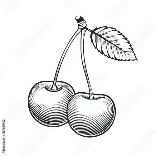 Cherry line drawing featuring smooth sketch-style strokes in a refined black and white vector design.