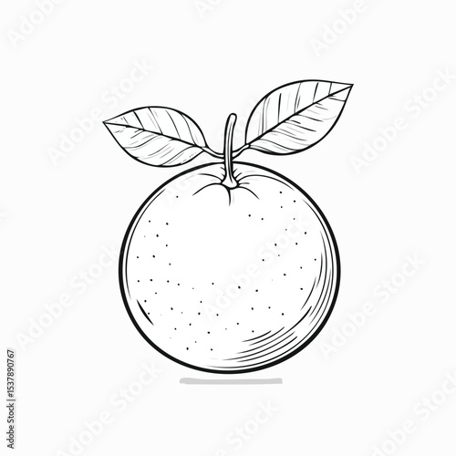 Tangerine line drawing featuring smooth sketch-style strokes in a refined black and white vector design.
