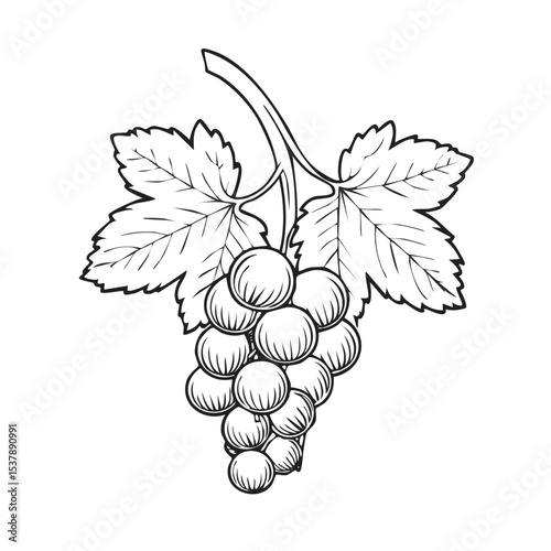 Currant line drawing featuring smooth sketch-style strokes in a refined black and white vector design.