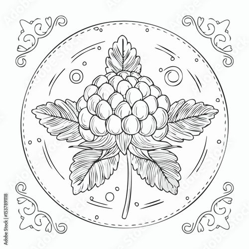 Cloudberry line drawing featuring smooth sketch-style strokes in a refined black and white vector design.