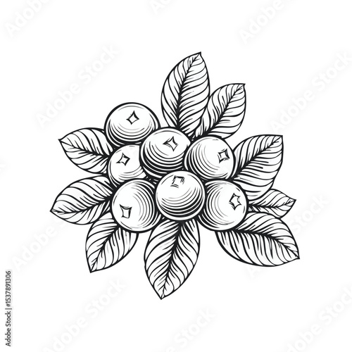 Lingonberry line drawing featuring smooth sketch-style strokes in a refined black and white vector design.
