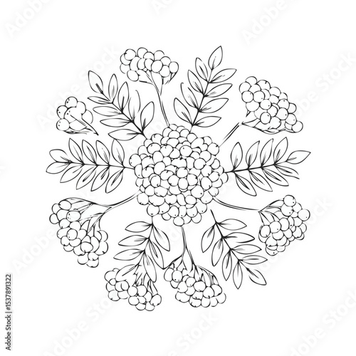 Rowanberry line drawing featuring smooth sketch-style strokes in a refined black and white vector design.