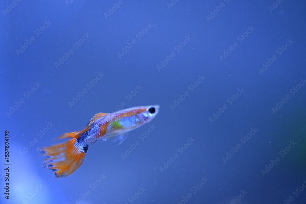 Naklejka premium A guppy in an aquarium, photographed with a macro lens.