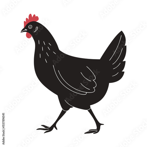 rooster isolated on white background