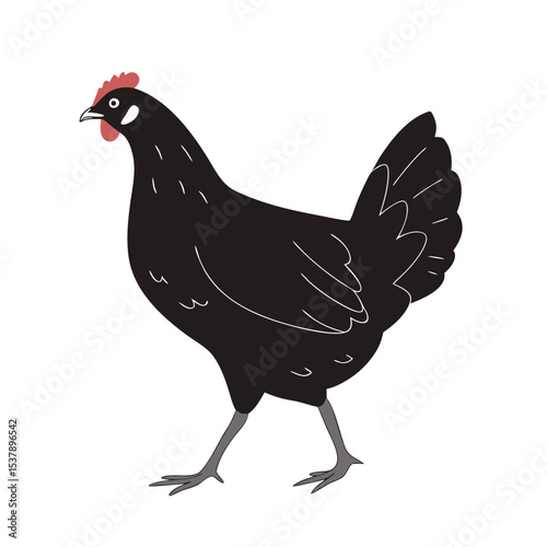 rooster isolated on white background