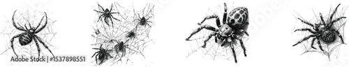 Spider on Web Sketch Halloween Insect Illustration