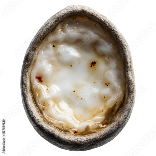 UTI symptoms and bladder scan concept. Close-up view of a fresh oyster in its natural shell. photo