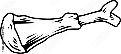 Chicken bone line drawing illustration  