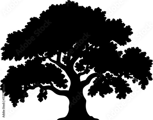 Isolated silhouette of a large deciduous tree with branches and leaves on white background