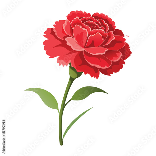 carnation vector background white.