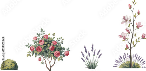 Flowering plant growth stages, botanical garden illustration, blooming flower cycle, spring garden plants, floral evolution vector, rose bush, magnolia tree, lavender grass