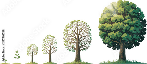 Tree life cycle illustration, plant growth stages, forest tree development, botanical evolution concept, nature education vector, green foliage, sunlight background, grass