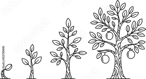 Fruit tree growth stages illustration, plant life cycle, line art design, botanical development drawing, nature education, black and white sketch