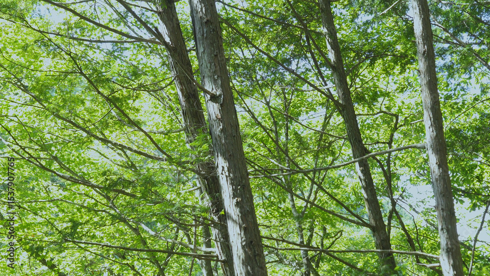 Obraz premium みたらい渓谷(奈良,自然)