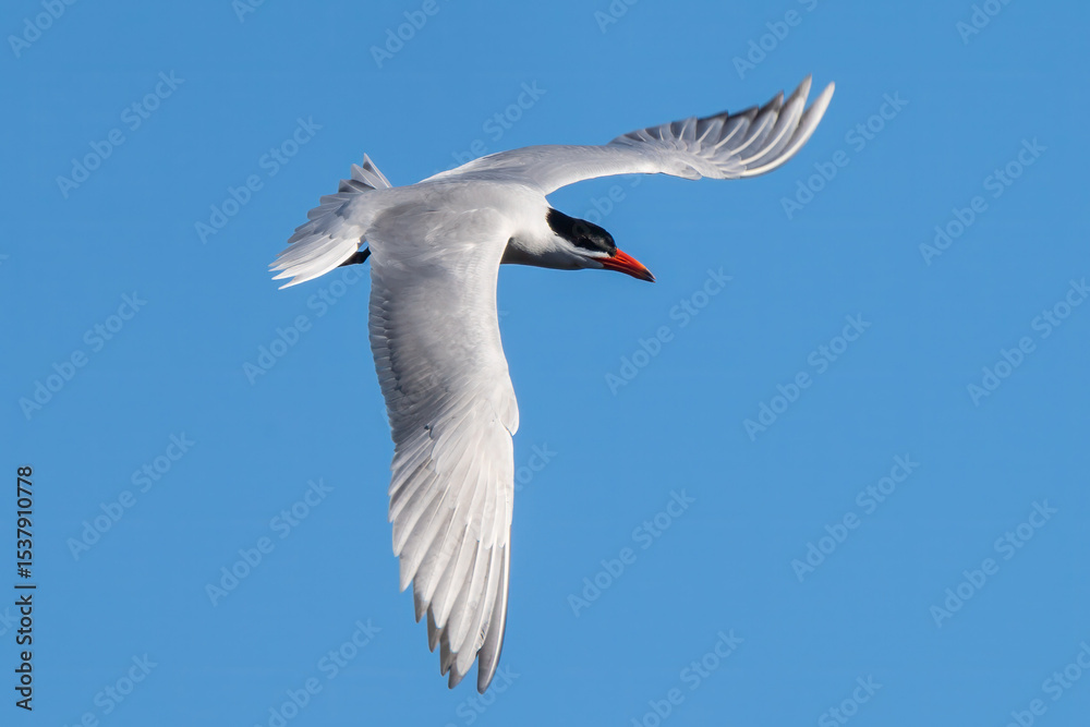 Fototapeta premium Caspian tern in flight