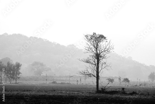 A lone tree in the middle of a rural landscape amidst mountains, forests, and fields.