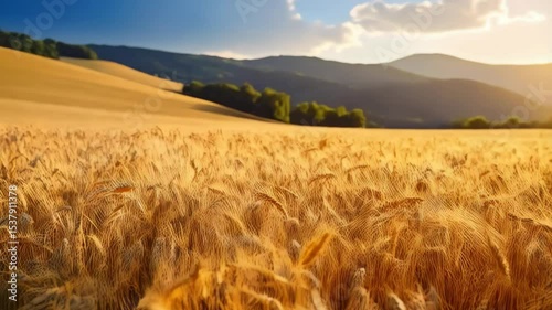 Golden wheat field with ripe ears in sunlight against a mountain range backdrop, a peaceful countryside landscape and idyllic harvest scene.