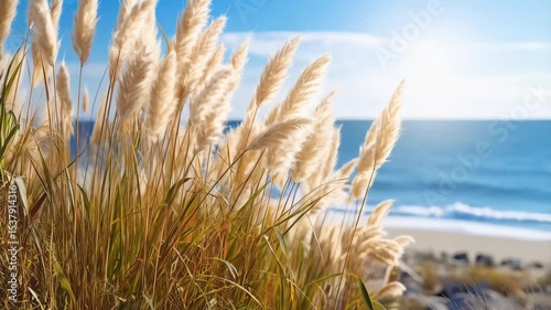 Scenic seaside view of flowing pampas grass swaying gently near a sandy beach, soft light and peaceful ambiance, sunny blue sky backdrop with calm ocean waters.