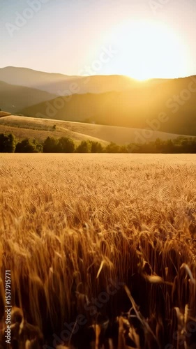 Golden wheat field with ripe crops basking in sunlight, mountain range visible against a clear sky during late afternoon