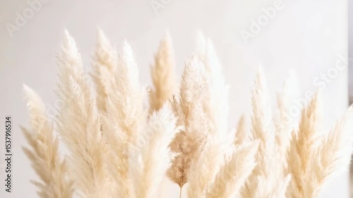 Close-up view of neutral colored pampas grass plumes against a soft, diffused background highlighting texture and natural beauty in a subtle display.