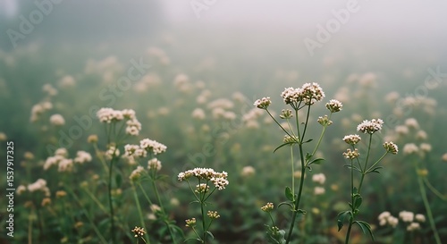 White Valerian Flowers in a Misty Field, Tranquil Nature Scene