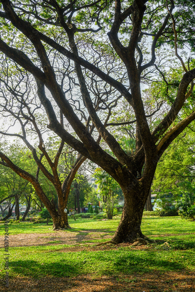 Fresh green lawns in the park. Blur nature bokeh green park trees in morning. Fresh green lawns in the park. Blur nature bokeh green park trees in morning.
