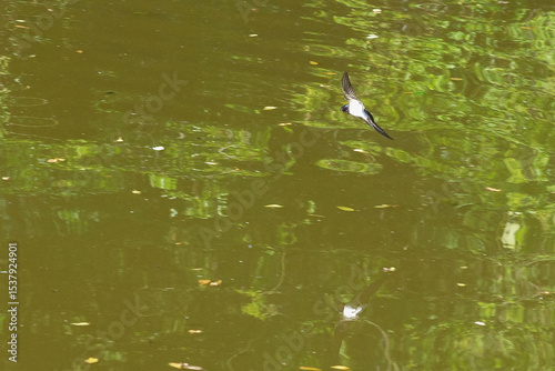 swallow