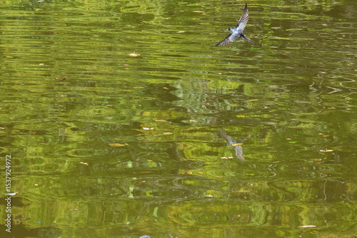 swallow