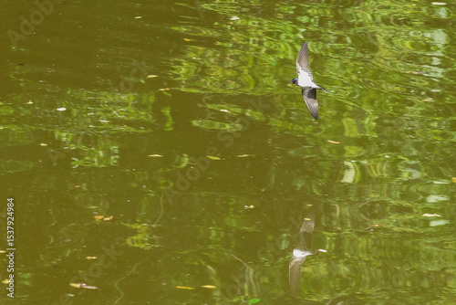 swallow