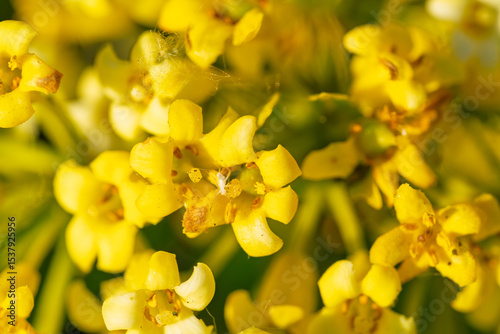 Macro shot of bright yellow wildflowers with visible stamens and delicate petals in natural sunlight. Beautiful spring blooms showing detailed flower structure and pollen in an outdoor garden setting