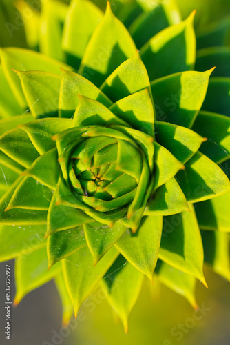 Close-up macro shot of vibrant green succulent plant showing geometric spiral leaf pattern. Natural botanical photography featuring a fresh houseplant with a perfect symmetrical rosette formation