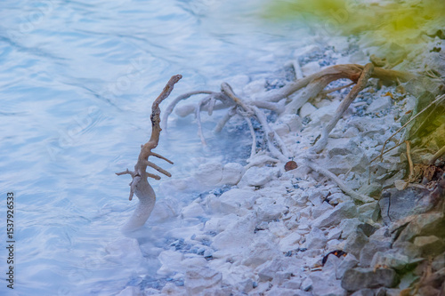 Dried Wood Fragment on Salt Flat Terrain. Textural Study of Weathered Driftwood Against Crystal White Mineral Surface