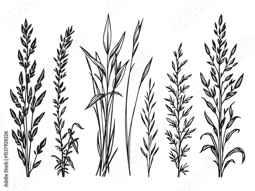 Lemongrass Line Art Design