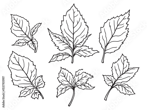 Mint leaves line art design
