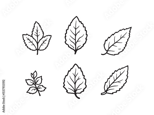 detailed mint leaves outline art