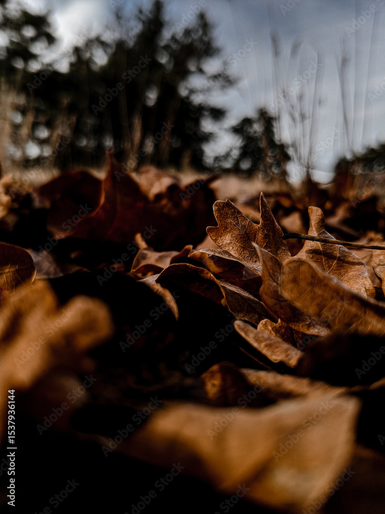 Fototapeta premium autumn in the forest
