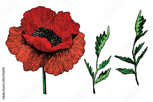Isolated blooming poppy flower with leaves. Floral hand drawn art ornament. Doodle style. Vector illustration. Simple minimalistic nature element.