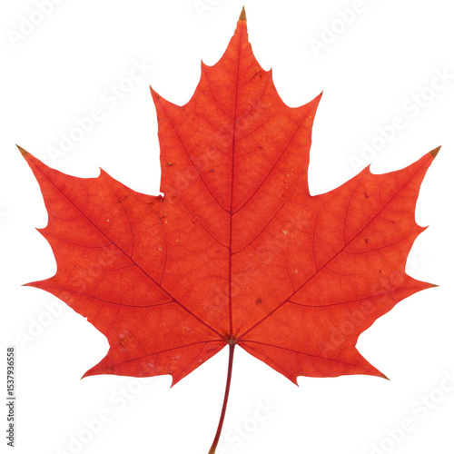 Vibrant red maple leaf isolated on transparent background