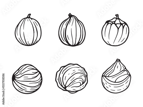 Clear Outline Nuts Illustrations