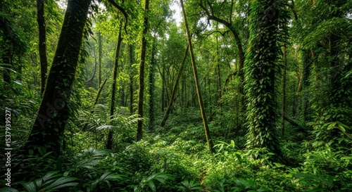 Lush Tropical Rainforest: Deep Green Canopy and Mossy Trees