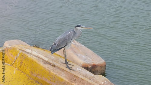 Gray heron.Wildlife in natural habitat