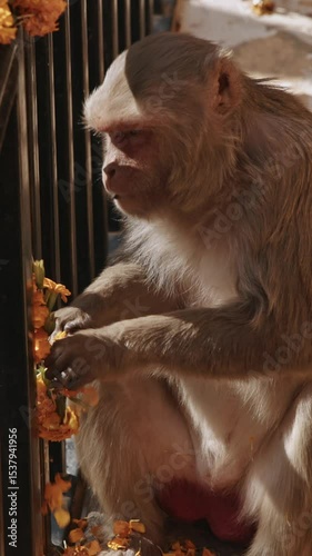 Monkey eats yellow flowers from a sacrificial wreath. Bonnet Macaque - Macaca Radiata Or Zati eating ritual flowers on street. Slow motion