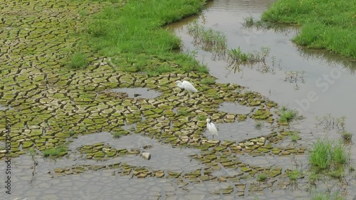 egret play in water land