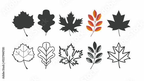 Vector set of colorful autumn maple and oak leaves, silhouettes, and patterns for nature season design illustration