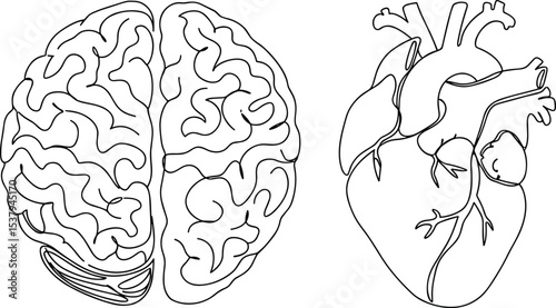 Human brain and heart line art, medical anatomy drawing, organ illustration vector, biology sketch design, scientific education element, healthcare diagram, medical line outline icon