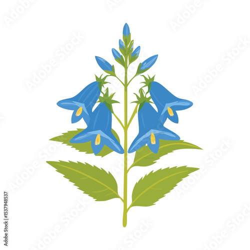 Lobelia Cardinalis Botanical Illustration of the Cardinal Flower Species in Bloom